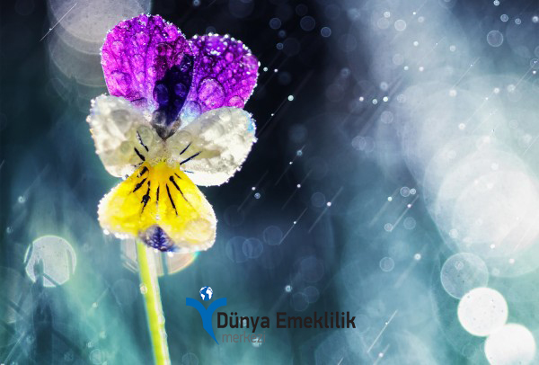 Gurbetçilerimizden Gelen Sorular - 1